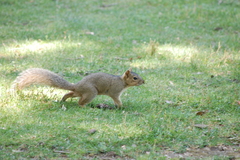 Sciurus niger
