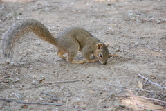 Sciurus niger