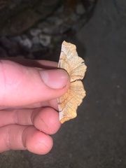 Selenia alciphearia