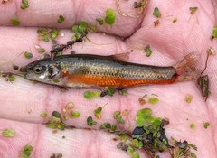 Hemitremia flammea