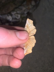 Selenia alciphearia