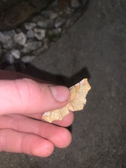 Selenia alciphearia