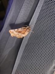 Selenia alciphearia