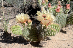 Opuntia polyacantha polyacantha