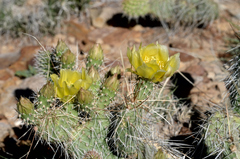 Opuntia polyacantha polyacantha