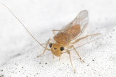 Hemipsocus chloroticus