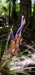 Tillandsia bartramii