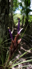 Tillandsia bartramii
