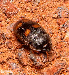 Litargus tetraspilotus