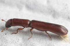 Nematidium filiforme