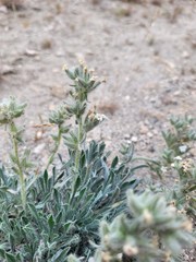 Oreocarya spiculifera