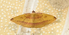 Heterolocha