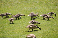Branta canadensis