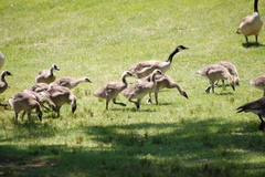 Branta canadensis
