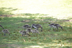Branta canadensis