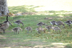 Branta canadensis