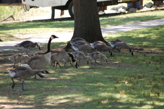 Branta canadensis