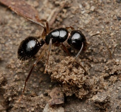Camponotus lownei