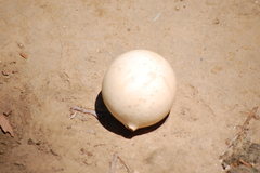 Andricus quercuscalifornicus