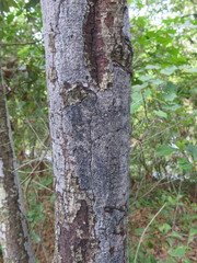 Biscogniauxia atropunctata