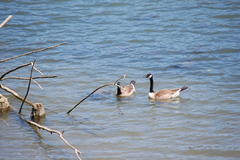 Branta canadensis