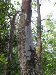 Biscogniauxia atropunctata