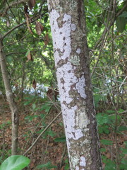 Biscogniauxia atropunctata