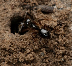 Camponotus lownei