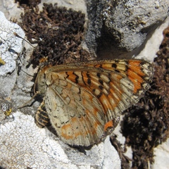 Euphydryas desfontainii