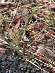 Aristolochia erecta