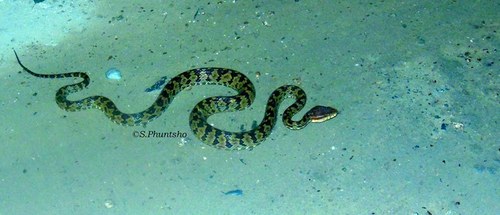 Photo of a Habu Pit Viper (Protobothrops himalayanus)
