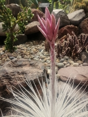 Tillandsia tectorum