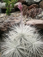 Tillandsia tectorum