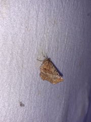 Selenia alciphearia