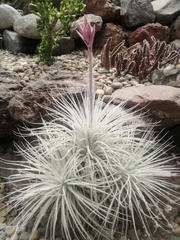 Tillandsia tectorum