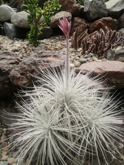 Tillandsia tectorum