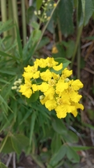 Peixotoa catarinensis