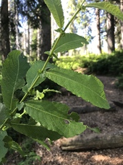 Salix appendiculata