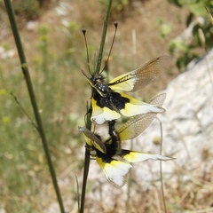 Libelloides baeticus