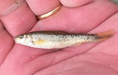 Campostoma oligolepis