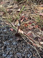 Aristolochia erecta