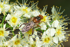 Hammerschmidtia rufa