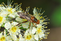 Hammerschmidtia rufa