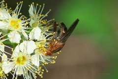 Hammerschmidtia rufa