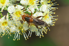 Hammerschmidtia rufa