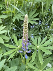 Lupinus