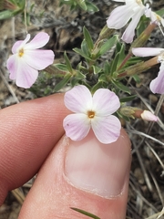 Phlox alyssifolia