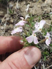 Phlox alyssifolia