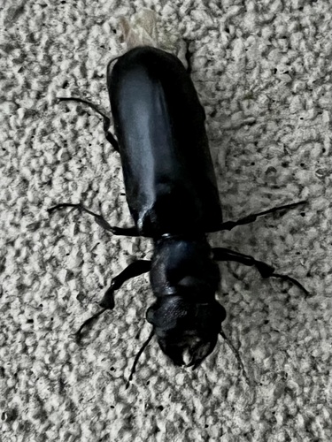 Stout's Hardwood Borer photo 3
