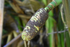 Cyclanthus bipartitus